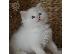 PoulaTo: ΚΑΛΑ ΓΑΤΑΚΙΑ RAGDOLL PEDIGRE μόνο whatsapp (+63-995-461-6242)